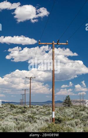 Eine Reihe von hölzernen Pfosten im amerikanischen Hinterland Unter einem blauen Himmel mit geschwollenen Wolken Stockfoto