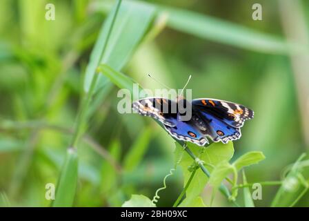 Blue Pansy - Junonia orithya, schöner blauer und schwarzer Schmetterling aus südostasiatischen Wiesen und Wäldern, Malaysia. Stockfoto