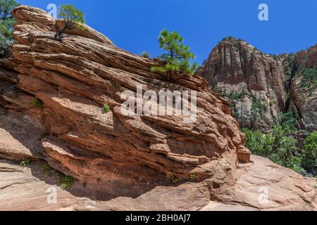 Ein Wanderweg im Zion Park wird von Rot flankiert Sandstein in Schichten geschnitzt Stockfoto