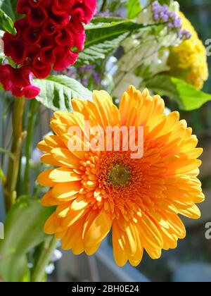 Gelbe Gerbera vor verschiedenen anderen Blumen im Hintergrund, Fokus auf Gerbera Stockfoto