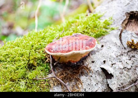 Der Pilz auf dem Stamm im moosigen Wald. Rauchige Polypore oder rauchige Bracket, Pilzarten, Pflanzenpathogen, die weiße Fäule in lebenden Bäumen verursacht Stockfoto