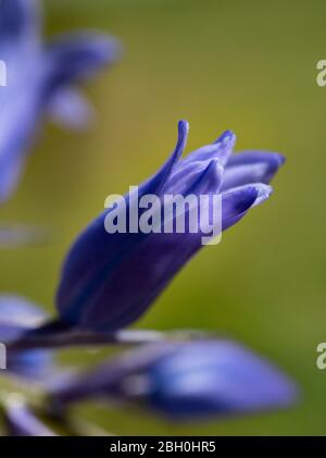 Blue Bells bluebells Hyacinthoides nonscripta Hallerbos Nahaufnahme Makro Stockfoto