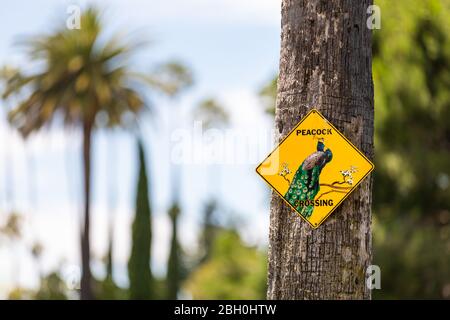 Nahaufnahme eines unsual gelben Straßenschildes Warnung vor Pfau Kreuzung genagelt auf einem Palmenstamm, vor einem Bokeh Hintergrund Stockfoto