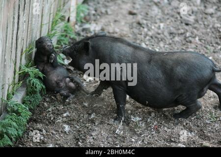 Vietnamesisches schwarzes Schwein mit Bast. Herbivore Schweine. Stockfoto