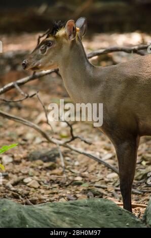 Muntjac oder Tenasserim muntjac (Muntiacus feae) ist eine seltene Art von Muntjac, die in China, Laos, Myanmar, Thailand und Vietnam beheimatet ist. Rote Liste o Stockfoto