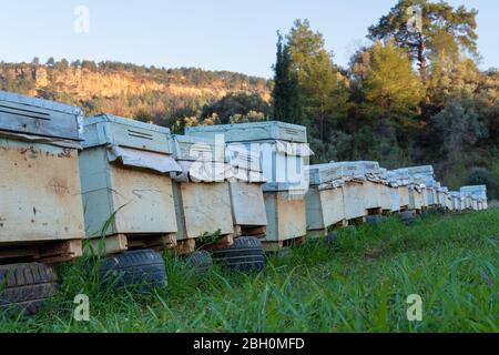 Viele geschlossene Bienenstöcke in einer Reihe warten auf die Saison in der Natur. Stockfoto