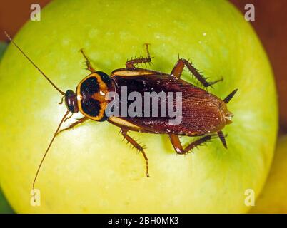 Australische Schabe (Periplaneta australsiae) Schädling auf einem Apfel Stockfoto