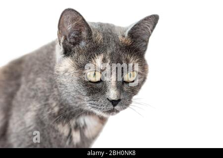 Graue dreifarbige Katze mit aufmerksamem Blick isoliert auf weißem Hintergrund. Katzenporträt Stockfoto