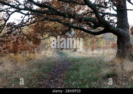 Herbstfärbung auf Wimbledon Common, Wimbledon, London, Großbritannien Stockfoto