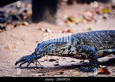 Nil-Warane (Varanus niloticus), mit Gabelzunge nah-Schuss Südafrika, Kruger-Nationalpark Südafrika Stockfoto