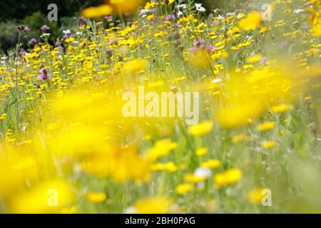 Wildblumen in Belair Park, Dulwich, London, Großbritannien Stockfoto