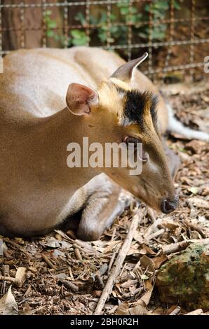 Muntjac oder Tenasserim muntjac (Muntiacus feae) ist eine seltene Art von Muntjac, die in China, Laos, Myanmar, Thailand und Vietnam beheimatet ist. Rote Liste o Stockfoto