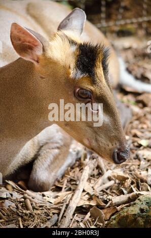 Muntjac oder Tenasserim muntjac (Muntiacus feae) ist eine seltene Art von Muntjac, die in China, Laos, Myanmar, Thailand und Vietnam beheimatet ist. Rote Liste o Stockfoto