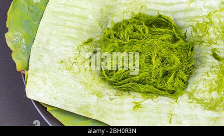 Süßwasser Grünalgen wissenschaftlicher Name ist Spirogyra sp. Auf Bananenblatt Stockfoto