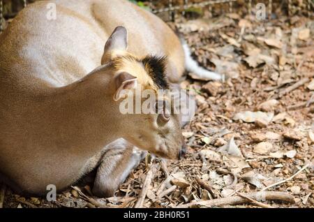 Muntjac oder Tenasserim muntjac (Muntiacus feae) ist eine seltene Art von Muntjac, die in China, Laos, Myanmar, Thailand und Vietnam beheimatet ist. Rote Liste o Stockfoto