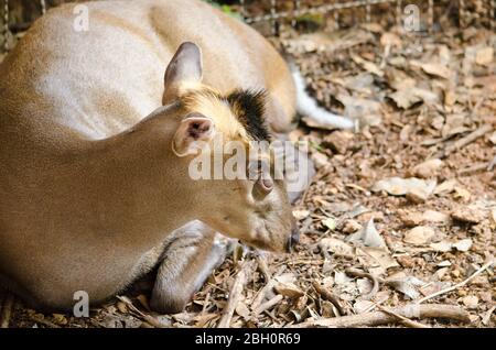 Muntjac oder Tenasserim muntjac (Muntiacus feae) ist eine seltene Art von Muntjac, die in China, Laos, Myanmar, Thailand und Vietnam beheimatet ist. Rote Liste o Stockfoto