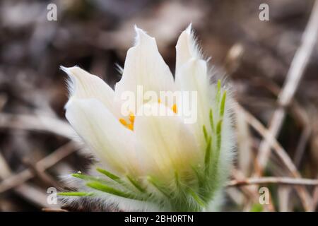 Eröffnung der schönen weißen seidigen Blüten (pulsatilla alpina) im Frühling Garten Stockfoto