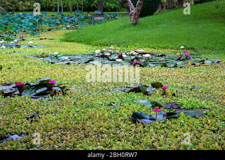 Rosa und weiße Seerosen in Chiang Mai, Thailand Stockfoto