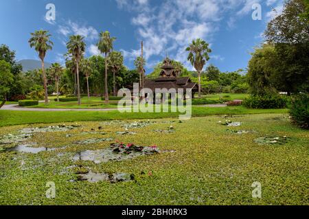 Rosa und weiße Seerosen in Chiang Mai, Thailand Stockfoto