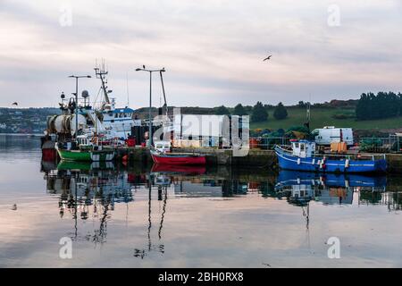 Kinsale, Cork, Irland. April 2020. Die Besatzung des Trawlers Breizh Arvor II lädt ihren Fang von Hake und Witting auf einen Lastwagen auf dem Pier in Kinsale, Co. Cork, wo er nach Spanien exportiert wird. Seit Ausbruch der Pandemie Covid-19 ist die Nachfrage in der Fischereiindustrie aufgrund der Sperrung, die zur Schließung von Restaurants und Hotels geführt hat, um 60 % gesunken. - Credit; David Creedon / Alamy Live News Stockfoto