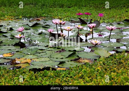 Rosa und weiße Seerosen in Chiang Mai, Thailand Stockfoto