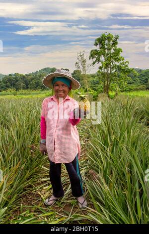 Einheimische Frau, die einen Kiefernapfel im Feld der Kiefernäpfel hält, in Chiang Rai, Thailand Stockfoto