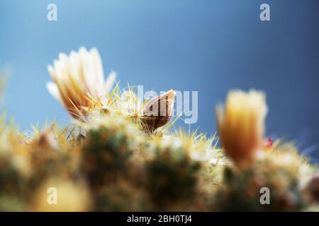 Texas Brustwarze Kaktus Blumen Nahaufnahme. Pincusshion Kaktus Mammillaria Blume und Pflanze. Marienkäfer Kaktus. Stockfoto