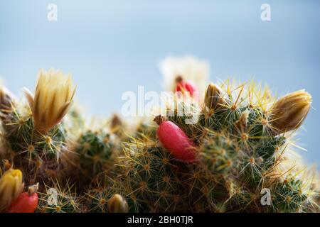 Gelbe Blume und rote Früchte der Mammillaria elongata. Marienkäfer Kaktus. Nahaufnahme eines kleinen Kaktus in einem Topf mit Blumen. Mammillaria proliferat. Stockfoto