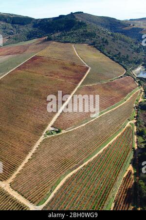 Luftaufnahme von Weinbergen in der Nähe von Stellenbosch Stockfoto