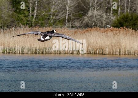 barnacle Gans fliegen über See Stockfoto