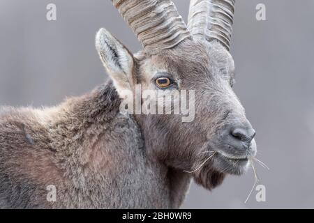 Der Alpensteinbock im Herbst (Capra Steinbock) Stockfoto