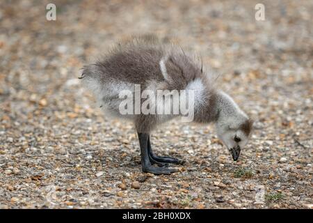 Baby Gänseküken Stockfoto