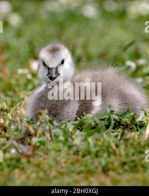 Baby Gänseküken Stockfoto