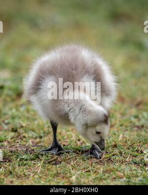 Baby Gänseküken Stockfoto