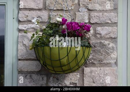 Ein Haxnicks hängenden Korb an einer Steinwand mit Cyclamen und Geranien in. Stockfoto