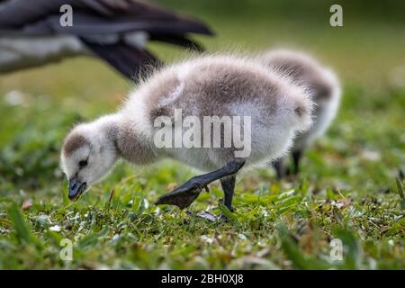 Baby Gänseküken Stockfoto