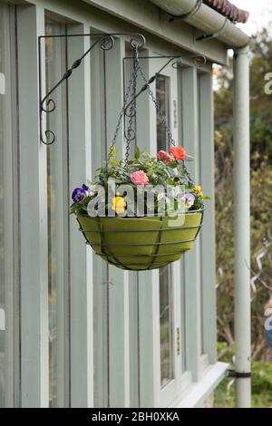 Ein hängender Korb mit Blumen vor einem Hauskorb Stockfoto
