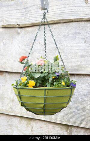 Ein hängender Korb voller blühender Blumen Stockfoto