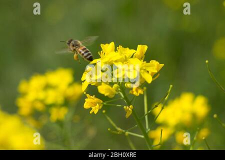 Nahaufnahme der Biene, die an einem Tag in der Frühjahrssaison Nektar und Pollen von der Brokkoli-Pflanze sammelt. Honigbiene ist ein Insekt, das hart arbeitet Stockfoto