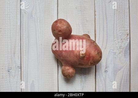 Unregelmäßig geformte Kartoffeln auf weißem Holzhintergrund. Lebensmittelverschwendung und hässliches Lebensmittelkonzept. Stockfoto