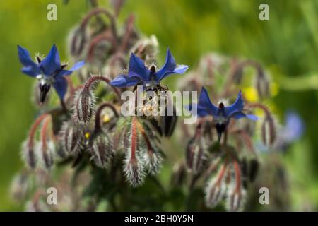 Nahaufnahme der Biene, die Nektar und Pollen von der Borretschpflanze an einem Tag in der Frühjahrssaison sammelt. Honigbiene ist ein Insekt, das hart arbeitet. Stockfoto