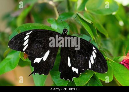 Schwarz-Weiß Helen - Papilio nephelus, schöner großer schwarzer Schmetterling aus südostasiatischen Wiesen und Wäldern, Malaysia. Stockfoto