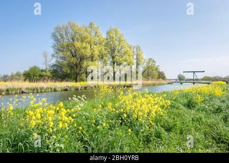 Schöne Aussicht auf Raps, der im Frühjahr entlang eines holländischen Kanals wächst. Traditionelle Zugbrücke ist in der Ferne sichtbar. Stockfoto