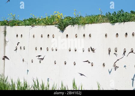 Künstliche Wand mit Löchern für Scheune Schwalbennester. Scheunenschwalben wirbeln um den Ort herum. Stockfoto