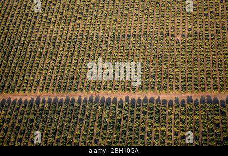 Luftaufnahme von landwirtschaftlichen Feldern Stockfoto
