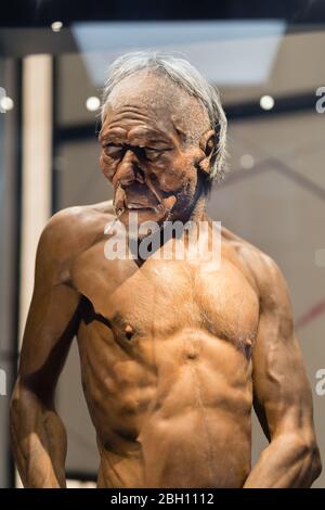 Rekonstruktion des Kopfes des Homo Erectus Adult man. Stockfoto