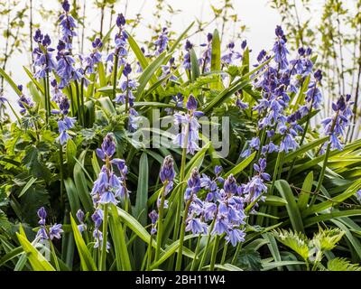 Bluebell Woods in der frühen Morgensonne. Stockfoto