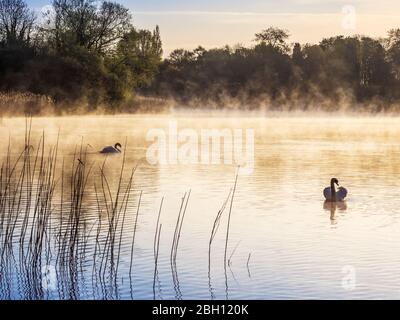 Ein nebliger Sonnenaufgang über dem Coate Water in Swindon. Stockfoto