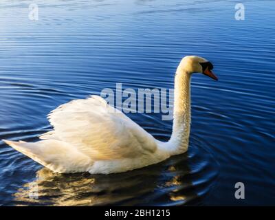 Ein stummer Schwan bei Sonnenaufgang. Stockfoto