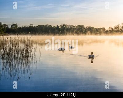 Ein nebliger Sonnenaufgang über dem Coate Water in Swindon. Stockfoto